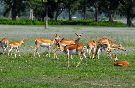 Bardia Wildlife Safari – 5 days