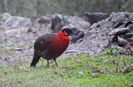 Bird Watching Tour in Bhutan – 11 days
