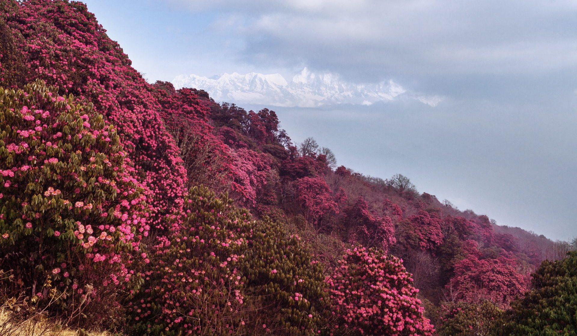 Mahabharat with Rhododendron Trek – 15 days